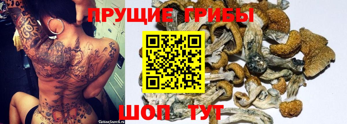 Псилоцибиновые грибы Psilocybe Алексеевка